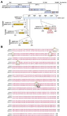 Nuclear translocation of spike mRNA and protein is a novel feature of SARS-CoV-2